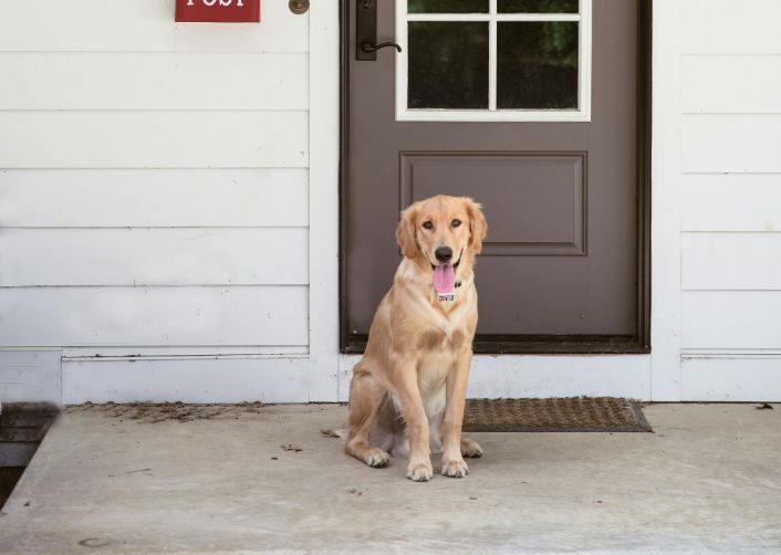 A better way to keep your dog close